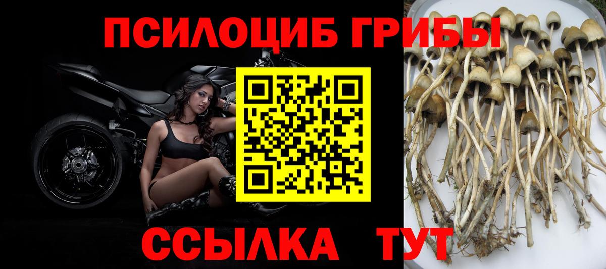 Псилоцибиновые грибы MAGIC MUSHROOMS  Псилоцибиновые грибы Psilocybe  Будённовск  Вход с VPN 